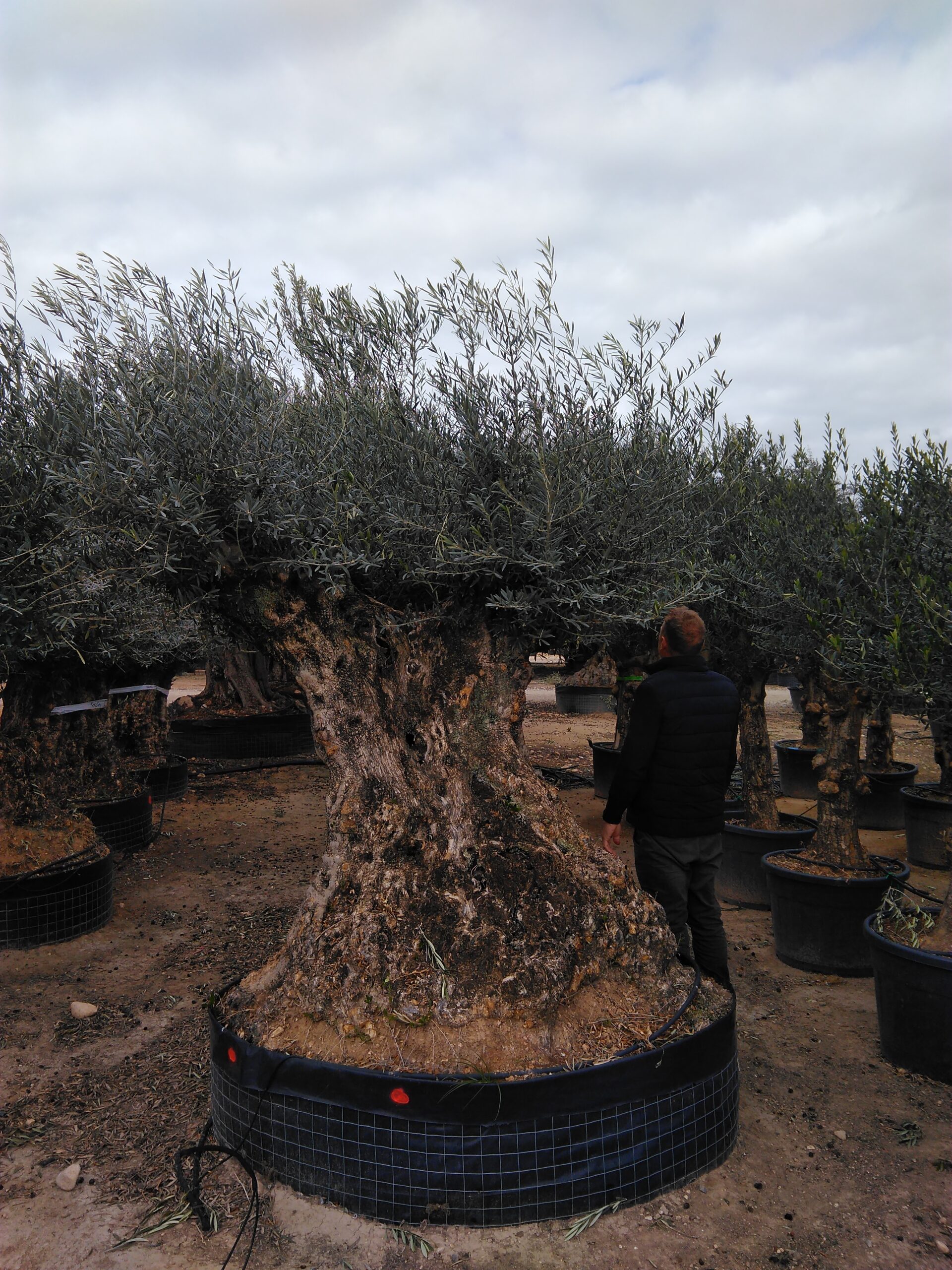 olae europea pompom kicsi.jpg