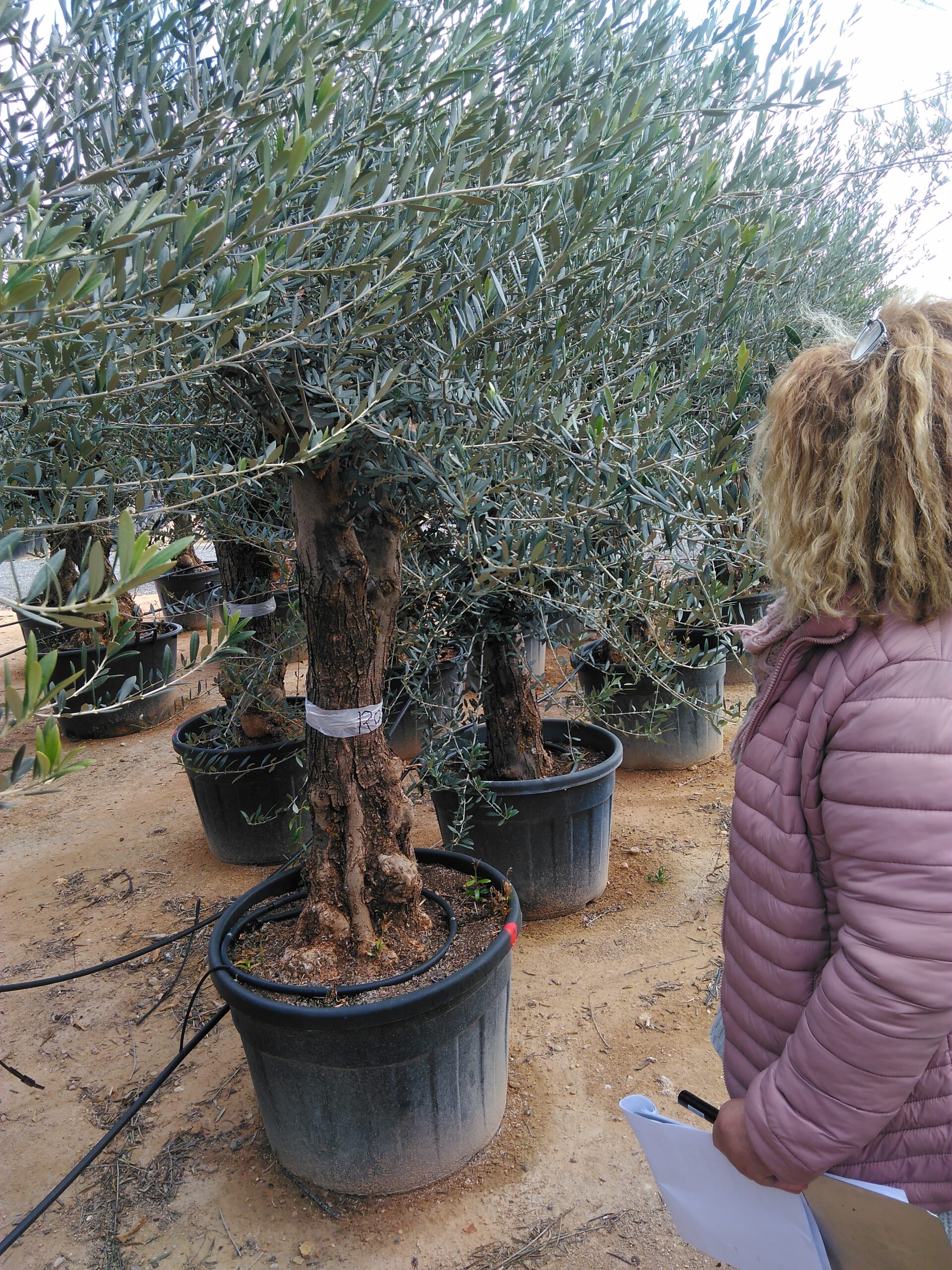 olae europea bonsai.jpg