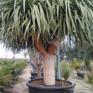 Dracena Draco