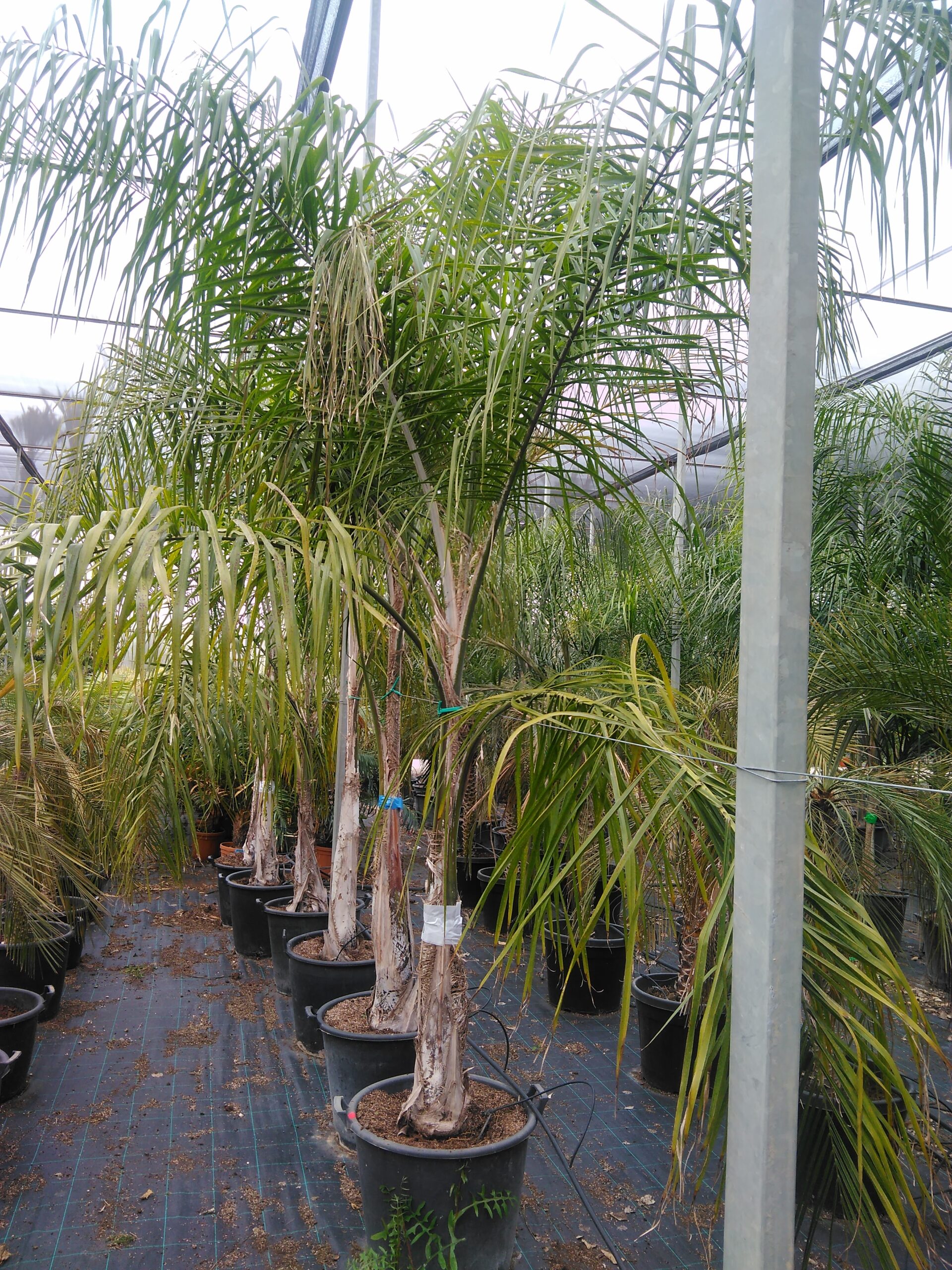 romanzofina coco.jpg