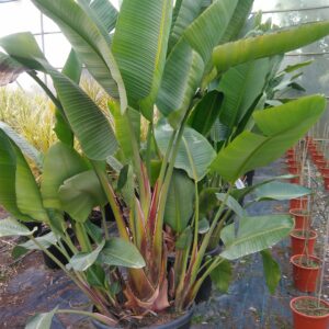 Strelitzia Augusta tőbb méretben