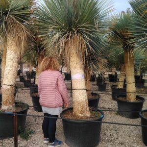Yucca Rostrata