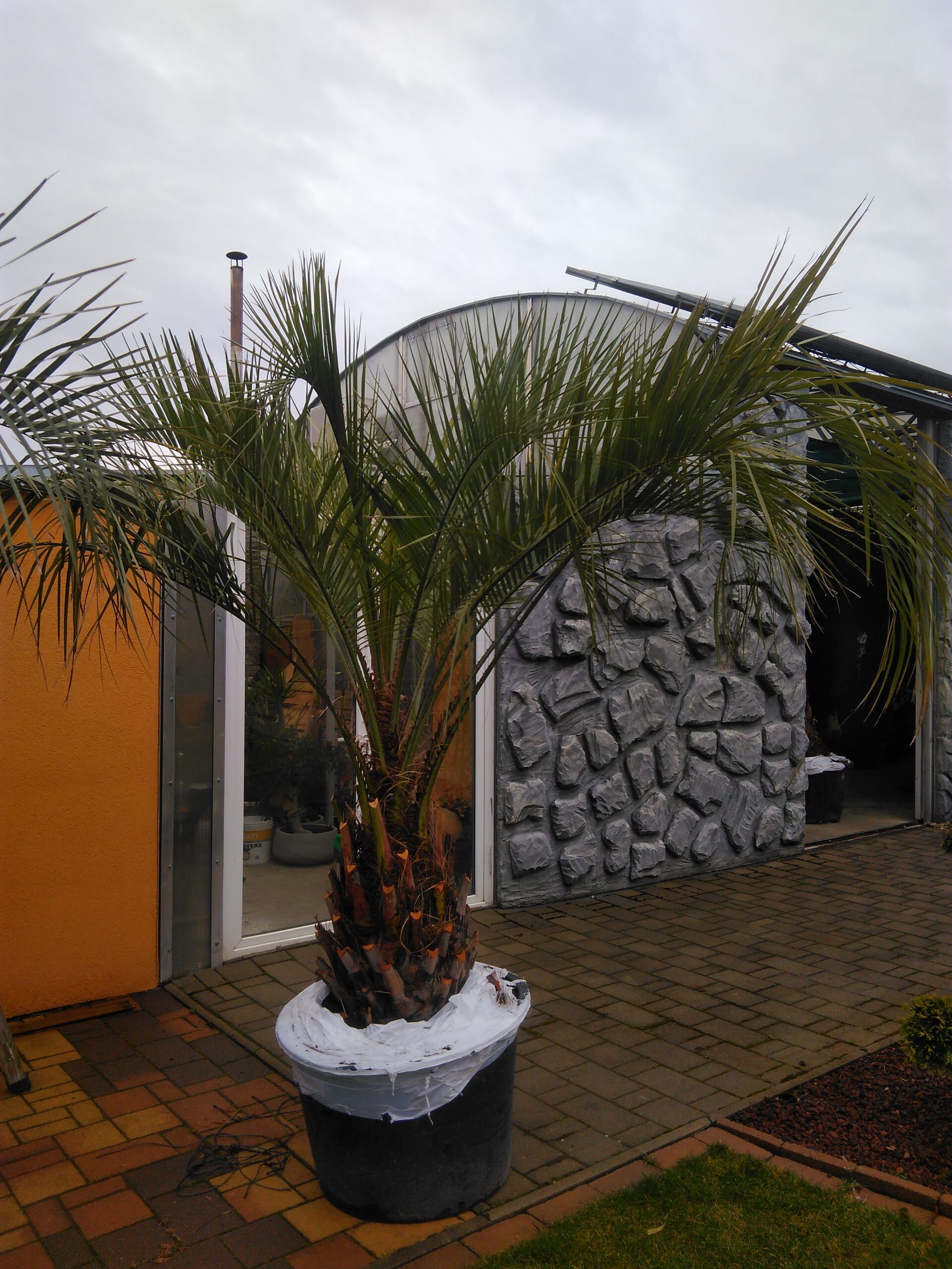 Butia Capitata 80cm törzs
