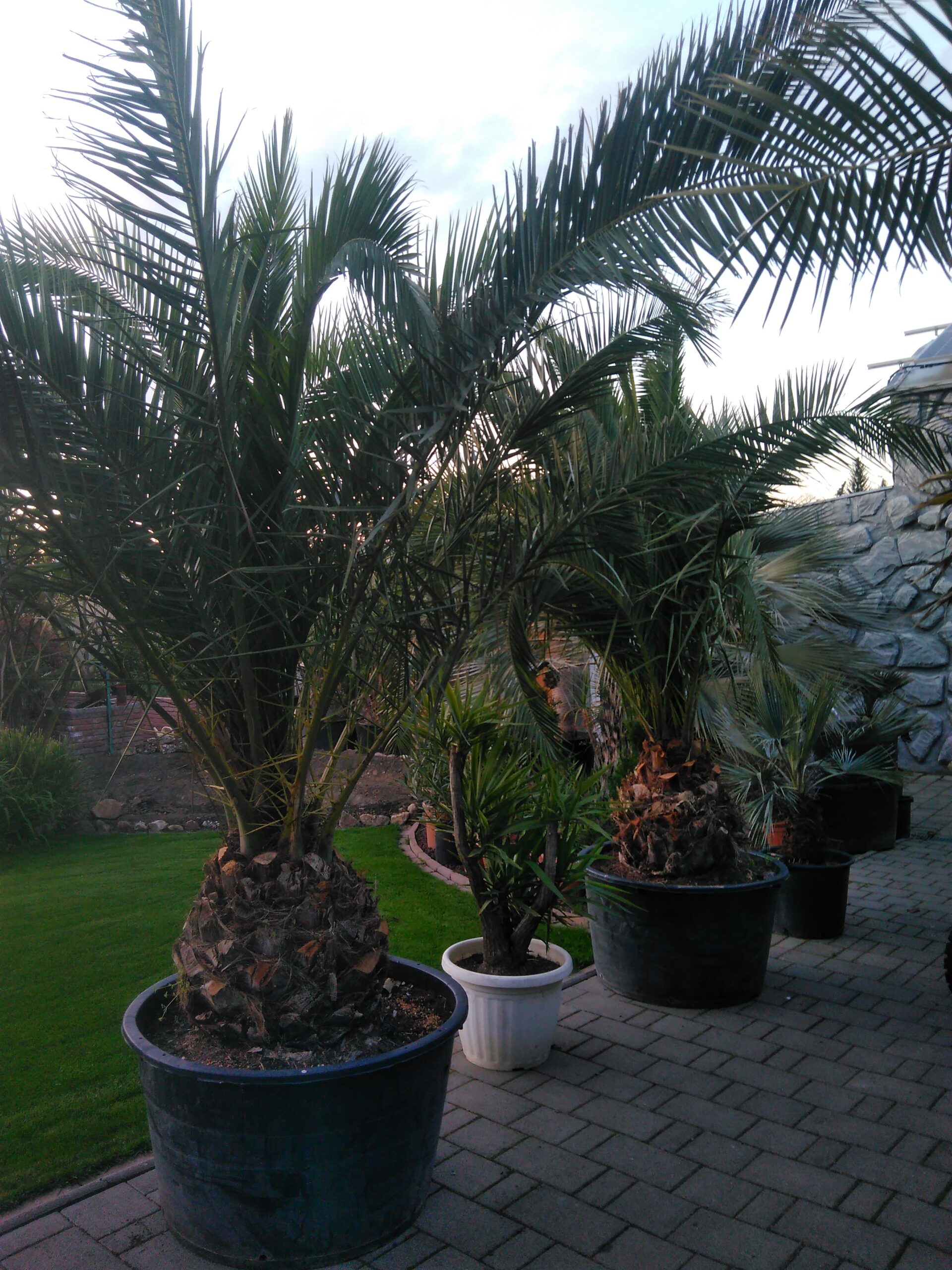 Phoenix Canariensis  törzs  50- cm