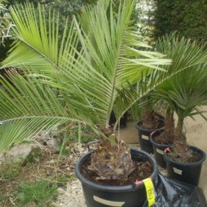 Jubea Chilensis törzs -25-cm, teljes 170- cm -20 FOKIG FAGYTŰRŐ