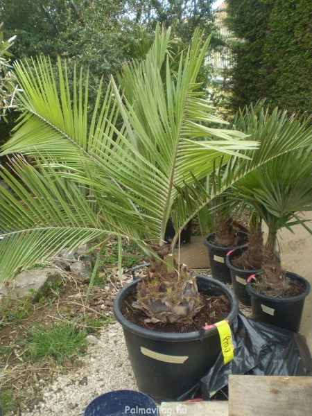 Jubea Chilensis_015.jpg