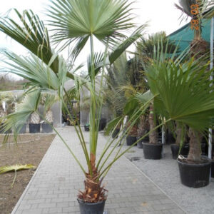 Livistona chinensis törzs 30 cm teljes240 cm