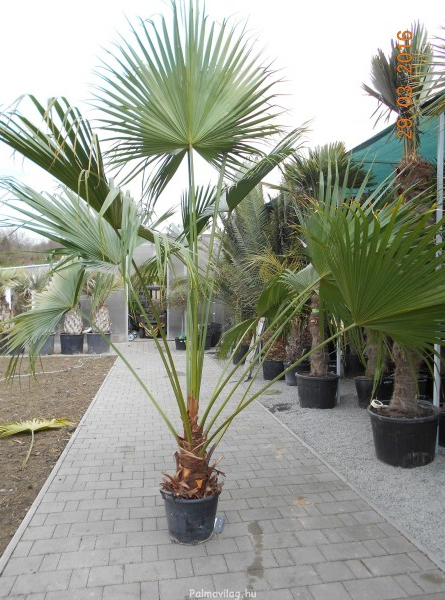 Livistona chinensis törzs 30 cm teljes240 cm