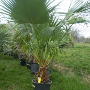 Livistona chinensis törzs 30 cm teljes240 cm