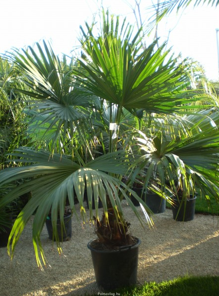 Livistona chinensis.jpg_product