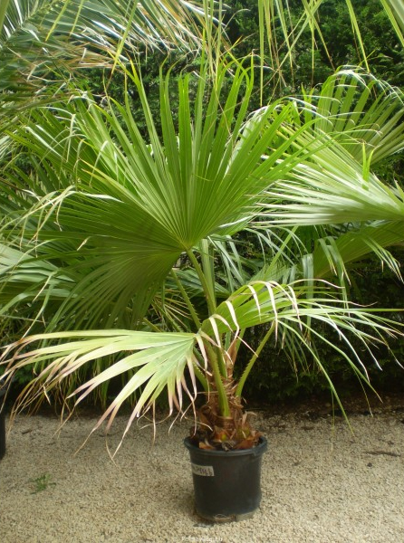 Livistona chinensis_03.jpg_product