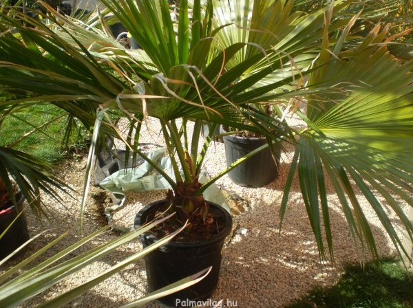 Livistona chinensis_03.jpg_product