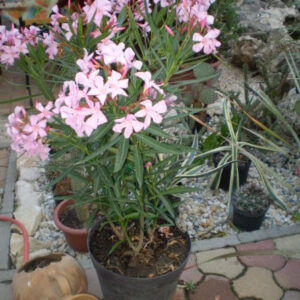 Nerium Oleander