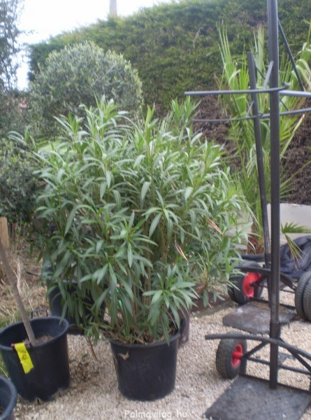 Nerium Oleander.jpg_product