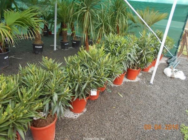 Nerium Oleander.jpg_product