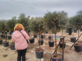 Oliva europaea  termő 150-cm