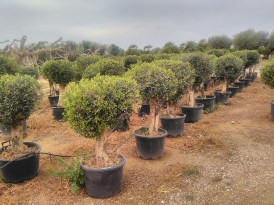 Olea kis törzsön