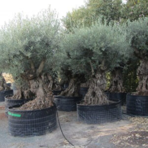 Oliva europaea őstörzs