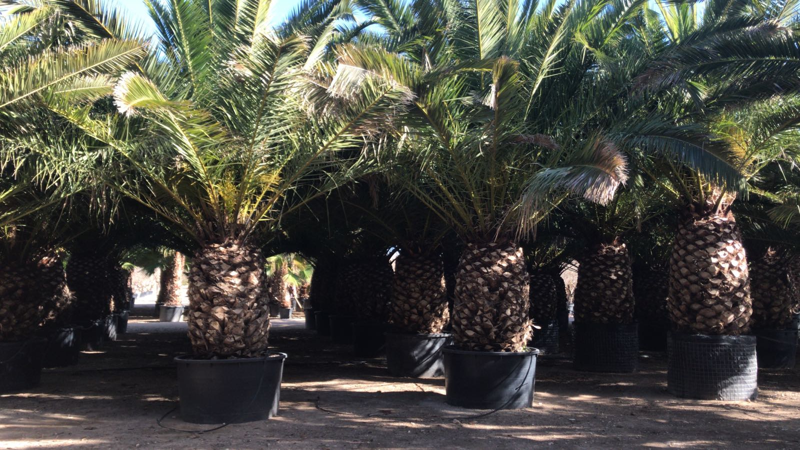 Phoenix canariensis.jpg_product