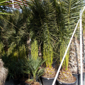 Phoenix Canariensis törzs 20 cm