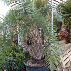 Phoenix Dactylifilera ÚJ!