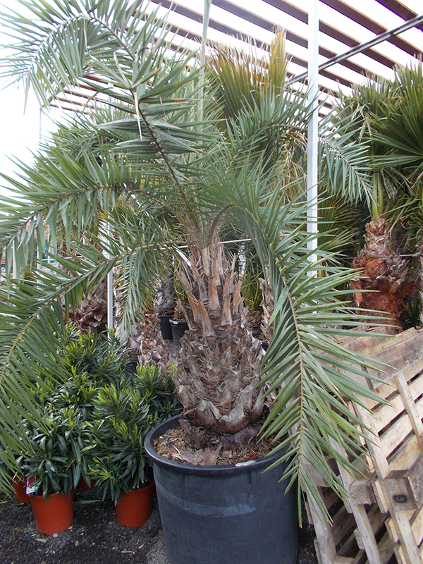 Phoenix Dactylifilera ÚJ!