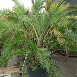 Phoenix Reclinata160cm