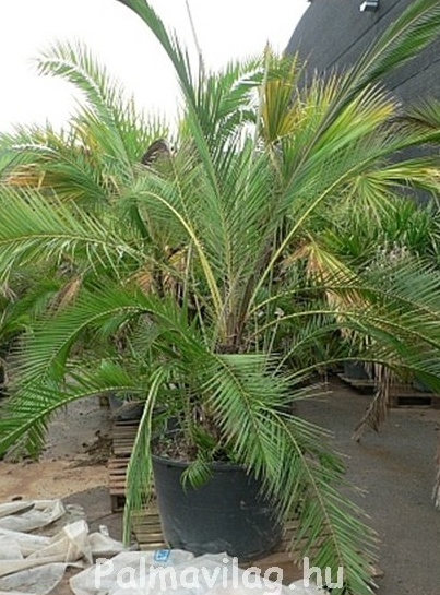 Phoenix Reclinata_01.jpg