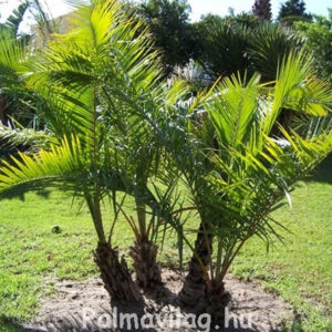 Phoenix Reclinata 80cm