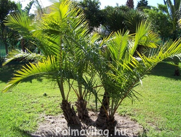 Phoenix Reclinata 80cm