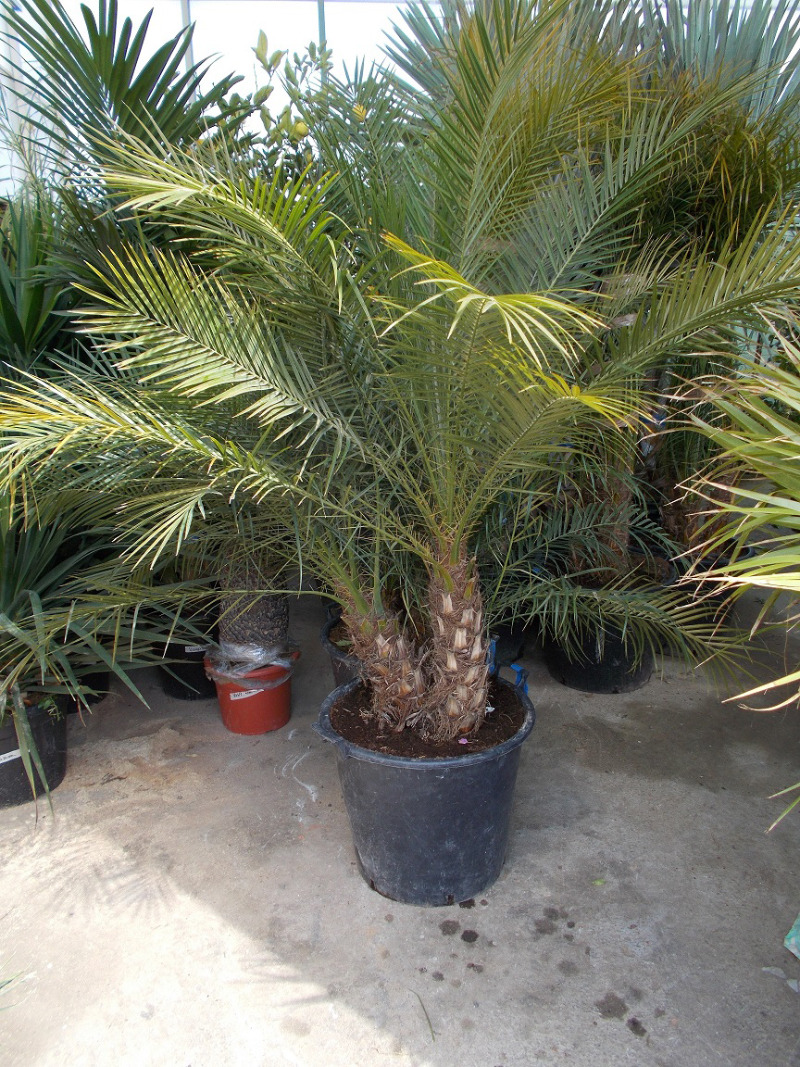 Phoenix Roebbelini  tobb torzs_2018.jpg