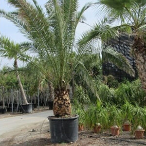 Phoenix canariensis törzs 60 cm