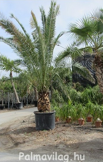 Phoenix canariensis törzs 60 cm