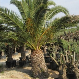 Phoenix canariensis tőrzs 100cm