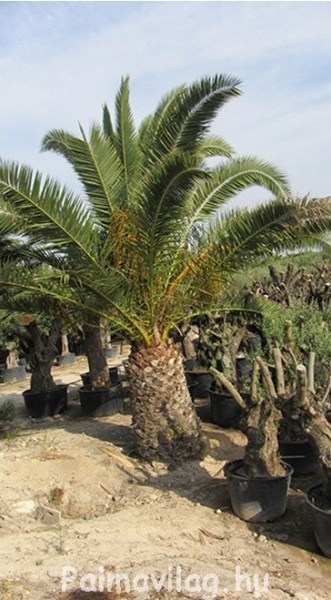 Phoenix canariensis tőrzs 100cm