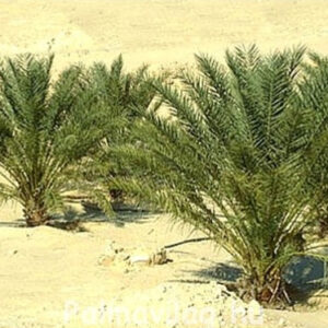 Phoenix dactylifera