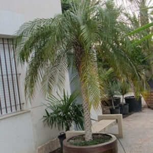 Phoenix roebelenii 120 cm törzs