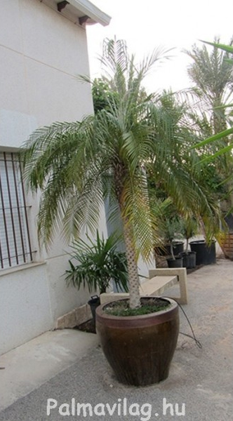 Phoenix roebelenii 120 cm törzs