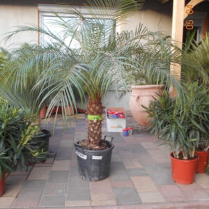 Phoenix roebelenii 70-80-cm tőrzs