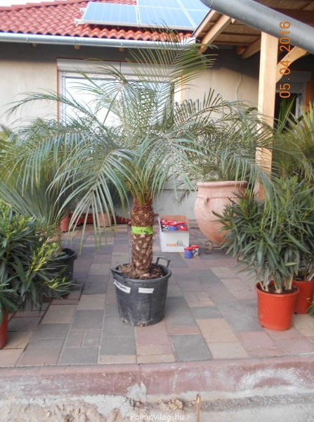 Phoenix roebelenii_03.jpg_product