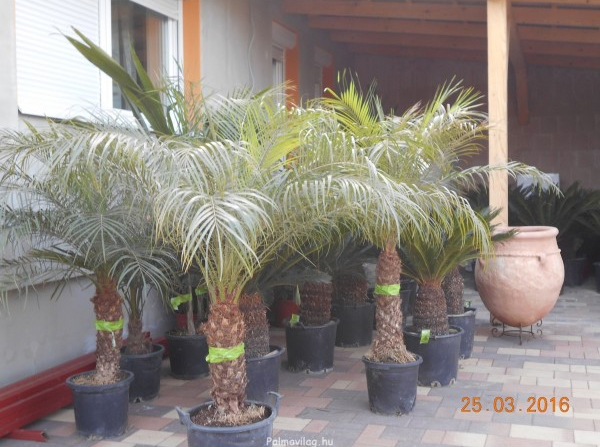 Phoenix roebelenii_03.jpg_product