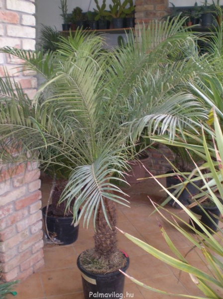 Phoenix roebelenii 70-80-cm tőrzs