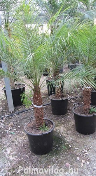 Phoenix roebelenii_03.jpg_product