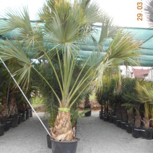 Sabal palmetto: törzs70cm