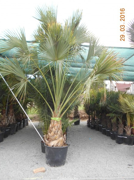 Sabal palmetto: törzs70cm