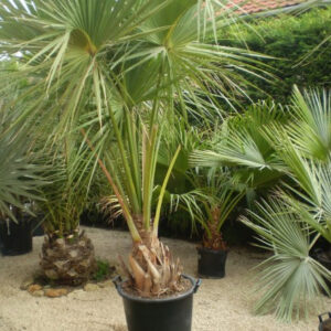 Sabal palmetto: törzs 50cm cm -15 FOKIG FAGYTŰRŐ