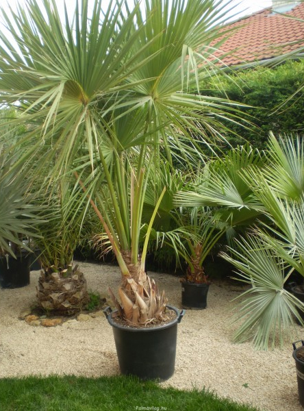 Sabal palmetto: törzs 50cm cm -15 FOKIG FAGYTŰRŐ