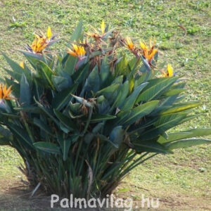 Strelitzia Aguszta