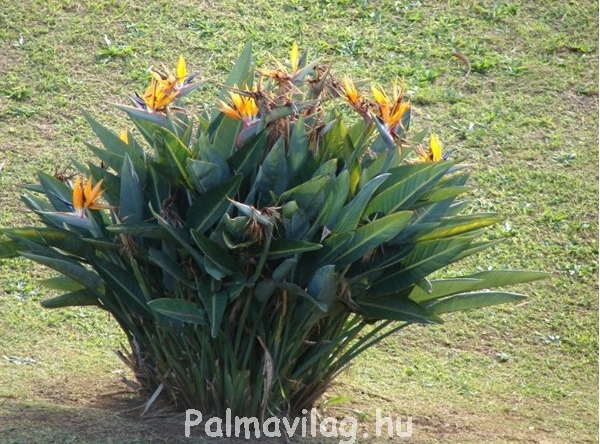 Strelitzia Aguszta
