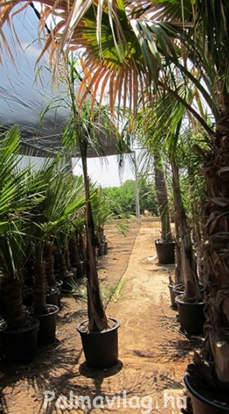 Syagrus Romanzoifiana_01.jpg